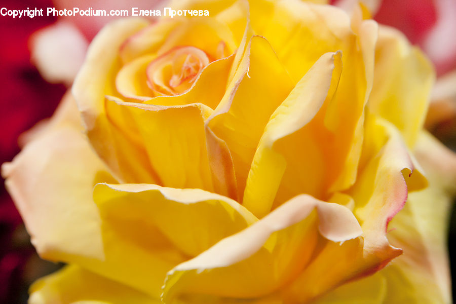Blossom, Flower, Plant, Rose, Flora, Petal, Tulip