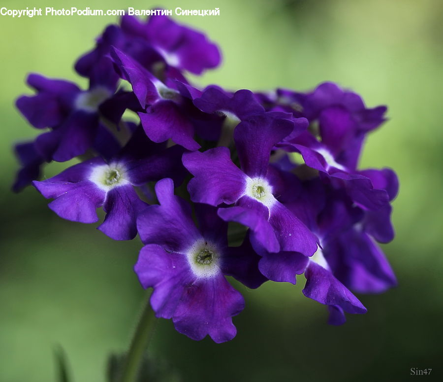 Blossom, Flora, Flower, Plant, Gladiolus, Geranium, Violet