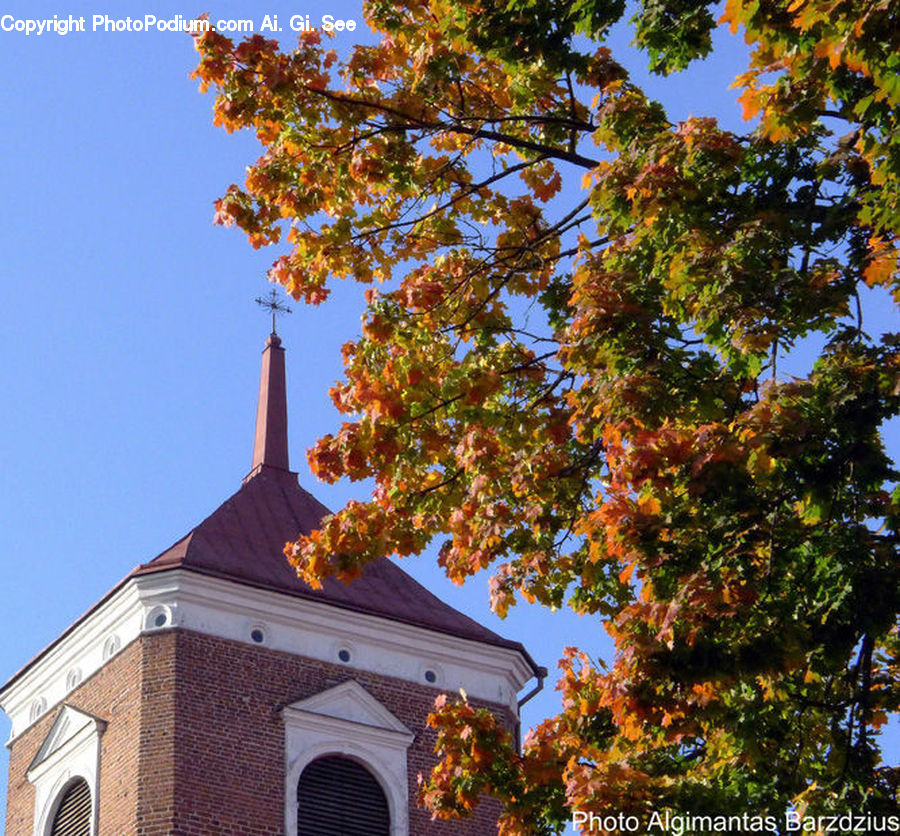Architecture, Bell Tower, Clock Tower, Tower, Maple, Tree, Wood
