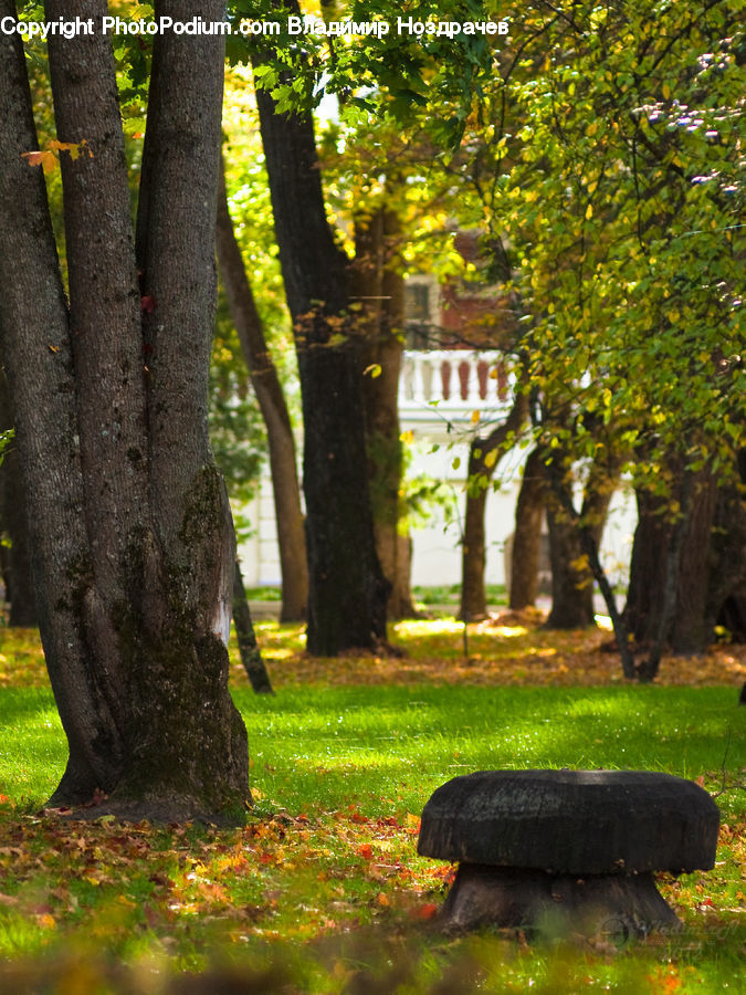 Park, Birch, Tree, Wood, Plant, Oak, Sycamore