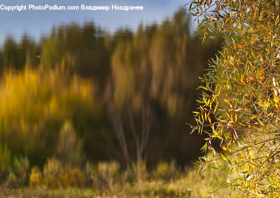 Field, Grass, Grassland, Plant, Bush, Vegetation, Blossom