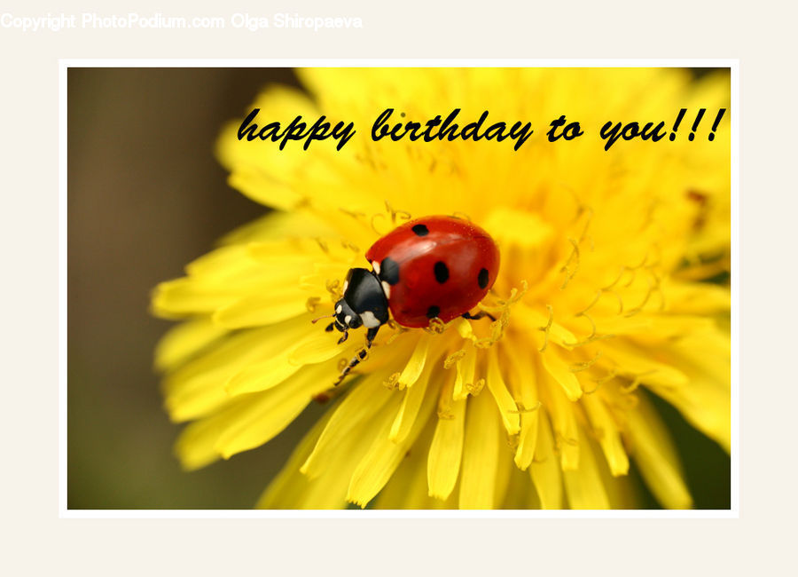 Andrena, Apidae, Bee, Bumblebee, Honey Bee, Insect, Invertebrate