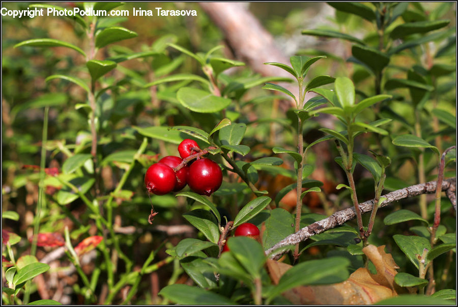 Plant, Potted Plant, Cherry, Fruit, Blossom, Flora, Flower