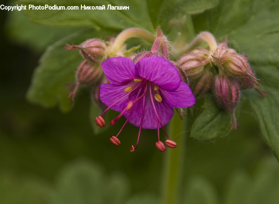 Blossom, Flora, Flower, Geranium, Plant, Violet, Petal