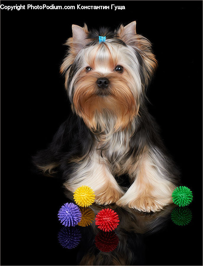 Animal, Canine, Dog, Mammal, Pet, Terrier, Face