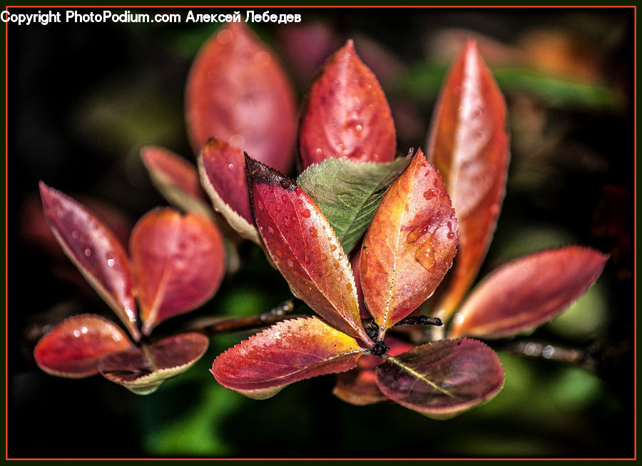 Bud, Plant, Blossom, Flora, Flower, Apple, Fruit