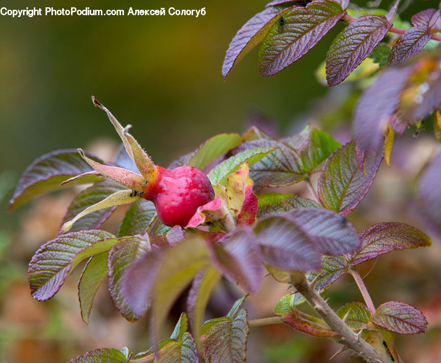 Fruit, Raspberry, Blossom, Flora, Flower, Plant, Geranium