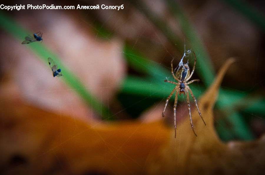 Arachnid, Garden Spider, Insect, Invertebrate, Spider