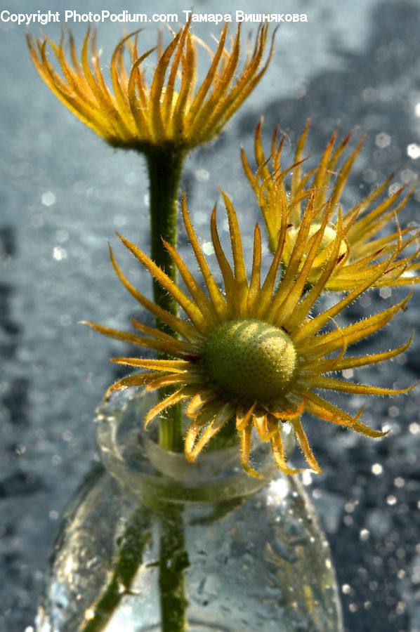 Dandelion, Flower, Plant, Flora, Treasure Flower, Daisies, Daisy
