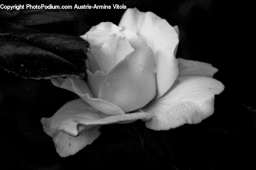 People, Person, Human, Blossom, Flower, Plant, Rose