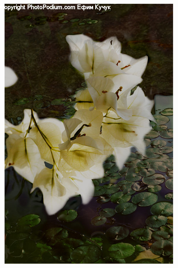 Flora, Flower, Gladiolus, Plant, Flower Arrangement, Flower Bouquet, Blossom