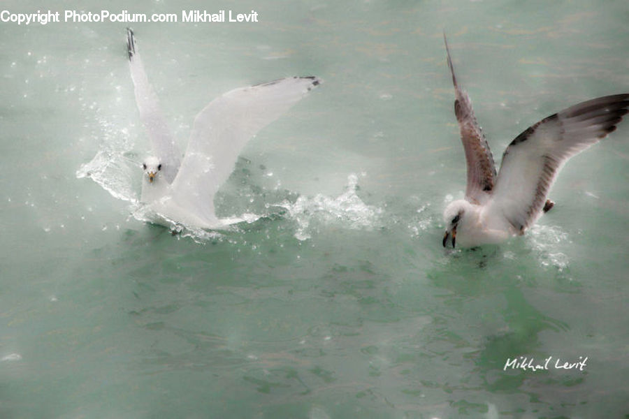 Bird, Dove, Pigeon, Booby, Seagull