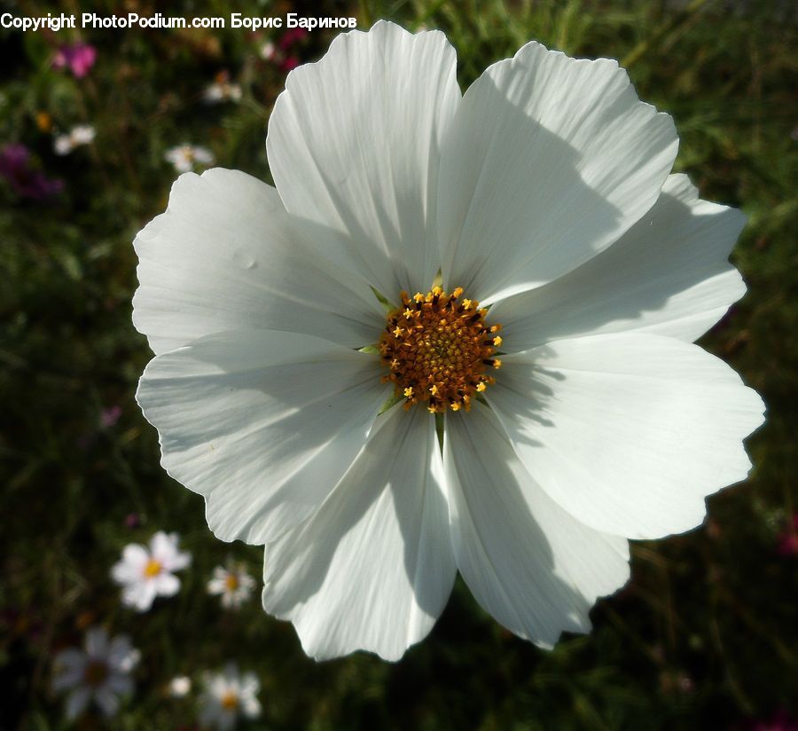 Cosmos, Anther, Flower, Petal, Plant, Blossom, Flora