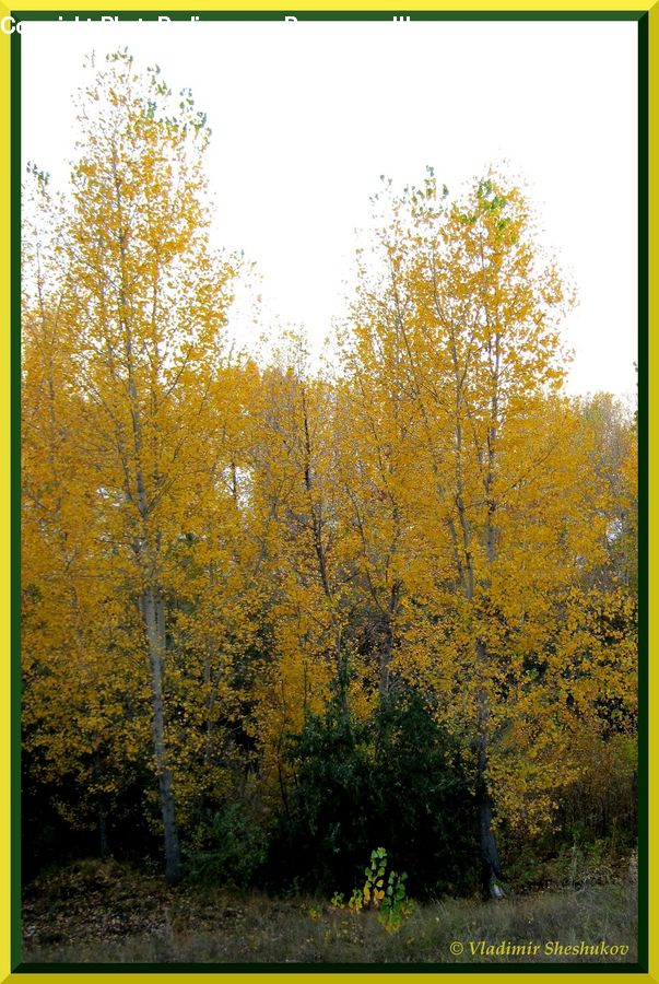 Birch, Tree, Wood, Forest, Grove, Land, Vegetation