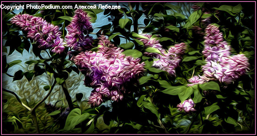 Blossom, Flower, Lilac, Plant, Flora, Gladiolus, Geranium