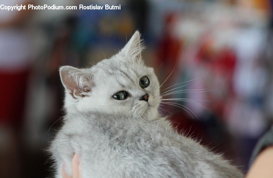 Animal, Cat, Kitten, Mammal, Pet, Abyssinian, Siamese