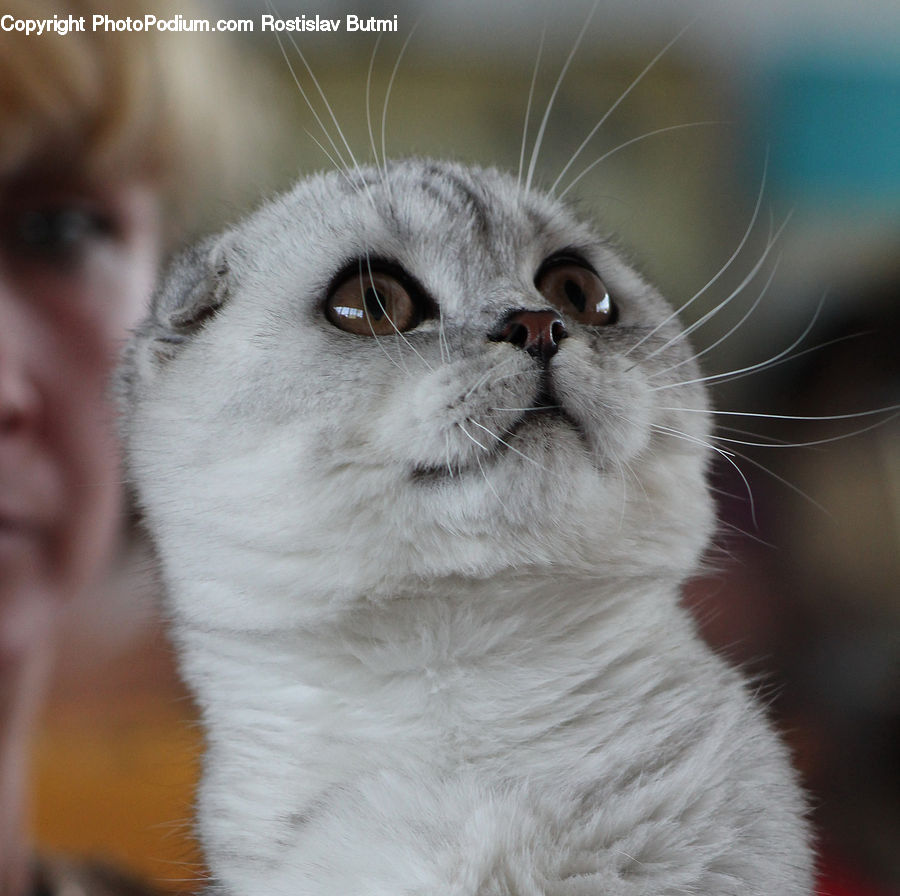 Animal, Cat, Pet, Siamese, Kitten, Mammal