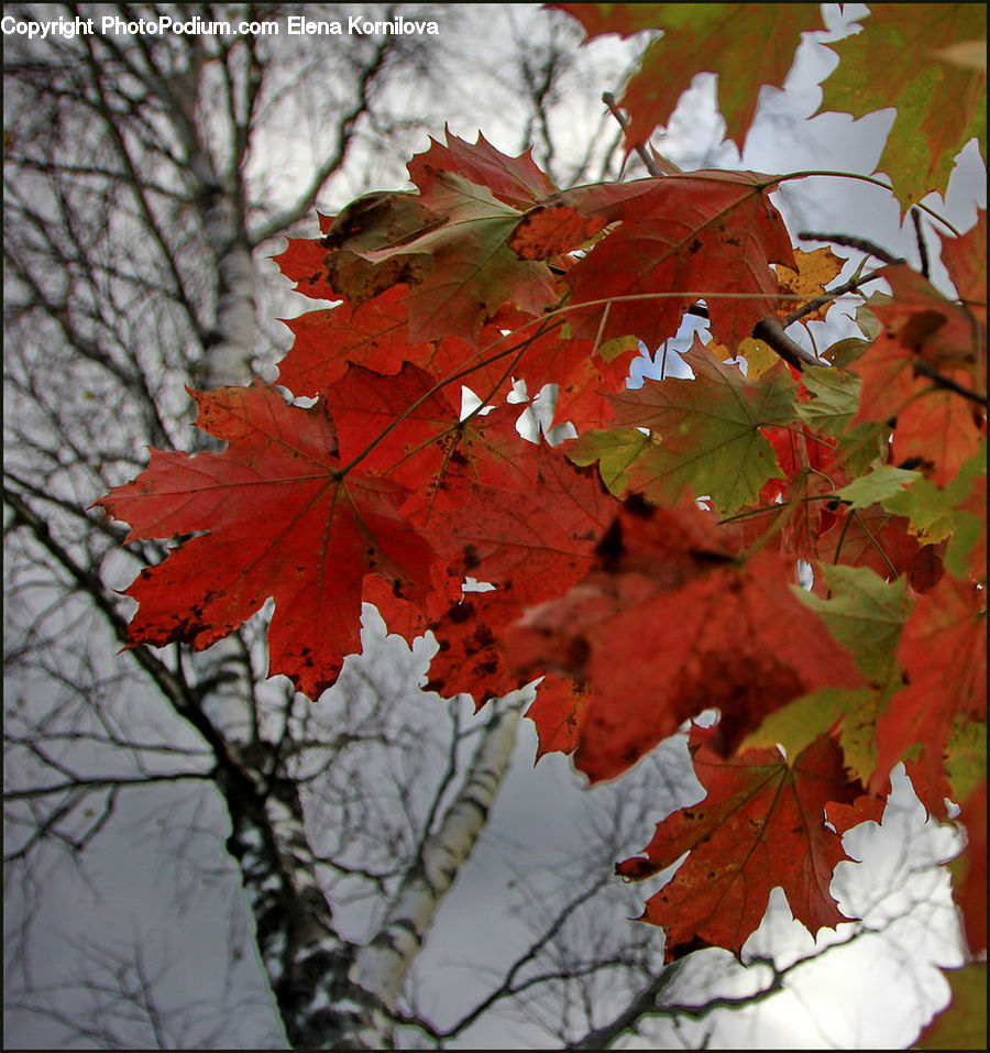 Maple, Tree, Wood, Veins, Maple Leaf, Plant, Blossom
