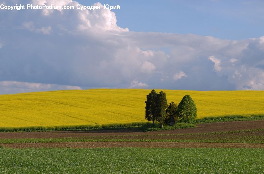 Field, Grass, Grassland, Meadow, Outdoors, Pasture, Plant