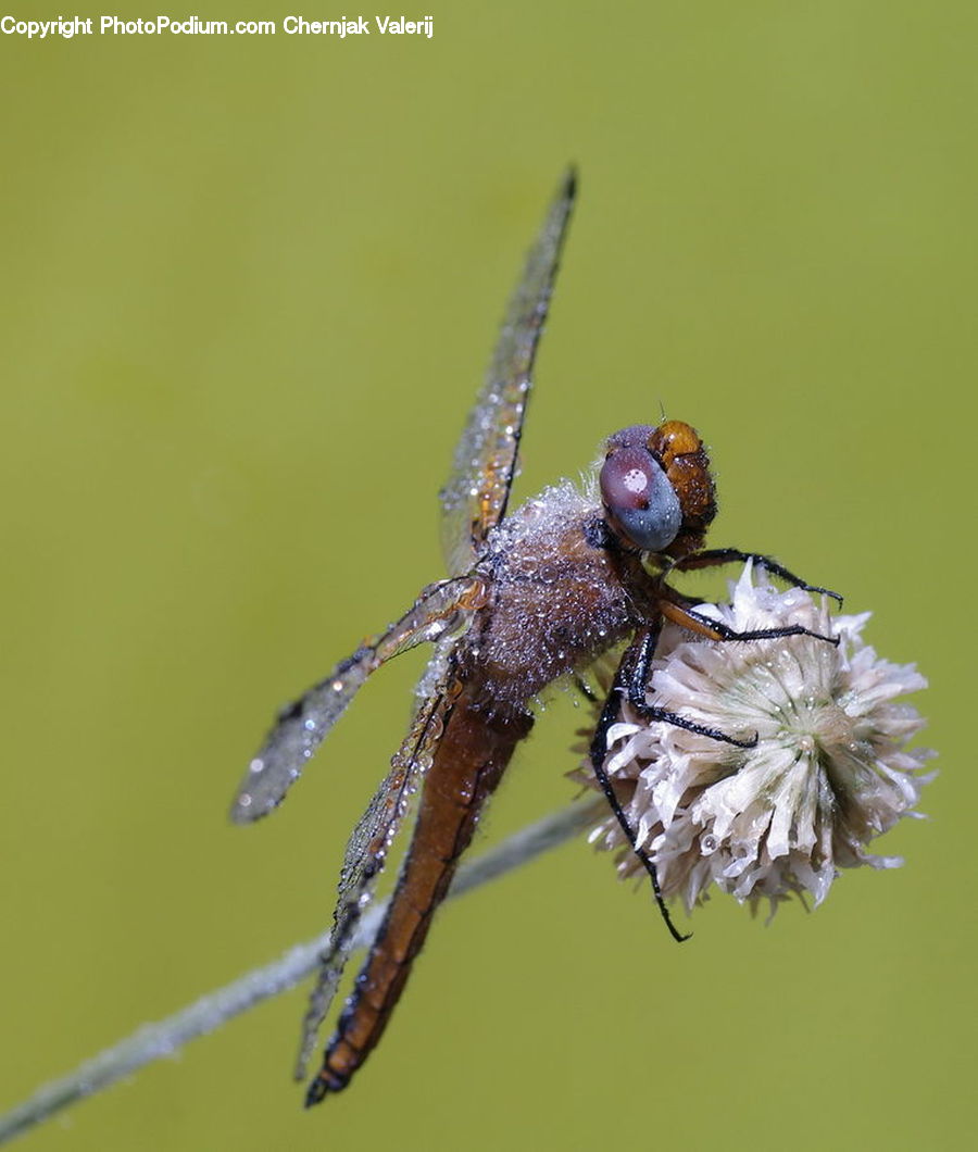 Anisoptera, Dragonfly, Insect, Invertebrate, Arachnid, Garden Spider, Spider