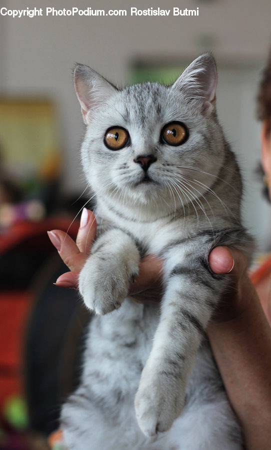 Animal, Cat, Kitten, Mammal, Pet, Manx, Abyssinian