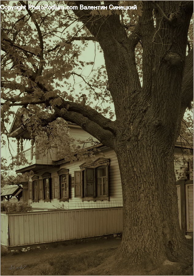 Oak, Tree, Wood, Plant, Building, Cottage, Housing