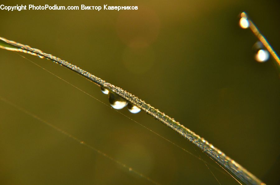 Light Fixture, Light, Droplet, Field, Grass, Grassland, Plant