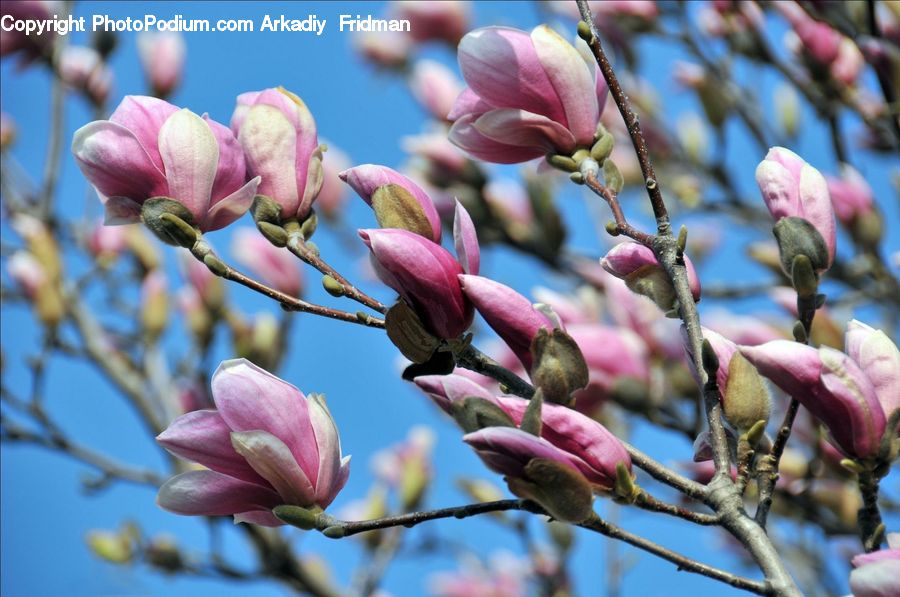Bud, Plant, Blossom, Flora, Flower, Tulip, Cherry Blossom