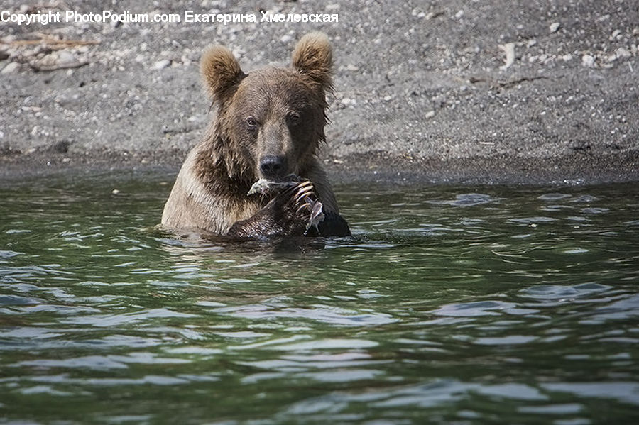 Animal, Bear, Mammal