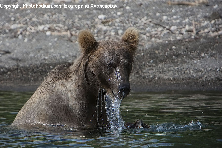 Alligator, Crocodile, Reptile, Animal, Bear, Brown Bear, Mammal