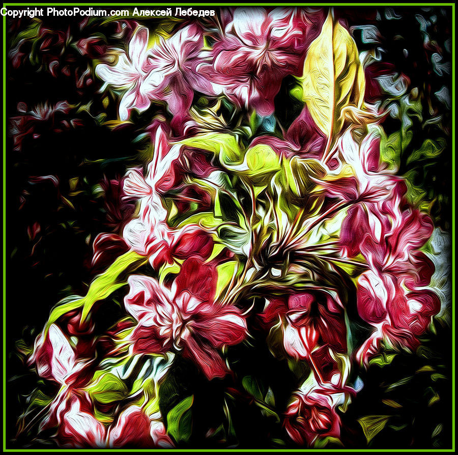 Blossom, Flora, Flower, Geranium, Plant, Gladiolus, Collage