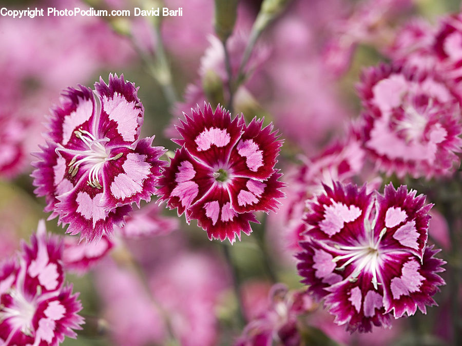Blossom, Carnation, Flower, Plant, Flora, Dahlia, Asteraceae