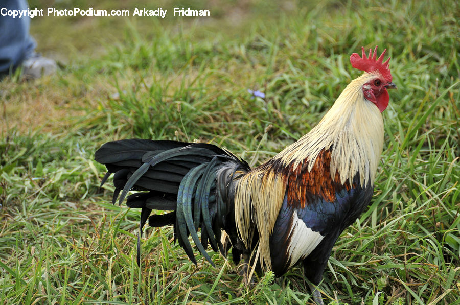 People, Person, Human, Fowl, Soil, Bird, Chicken