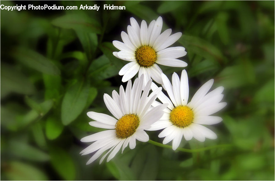 Daisies, Daisy, Flower, Plant, Asteraceae, Blossom, Flora