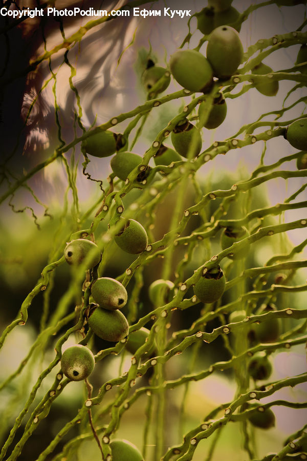 Fruit, Grapes, Plant, Blossom, Flora, Flower, Field