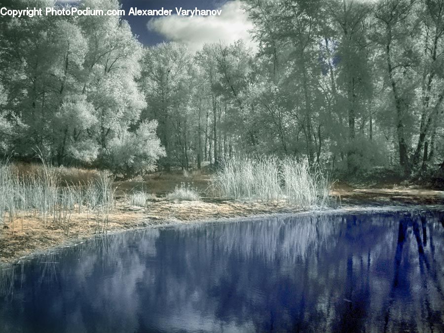 Frost, Ice, Outdoors, Snow, Forest, Vegetation, Water