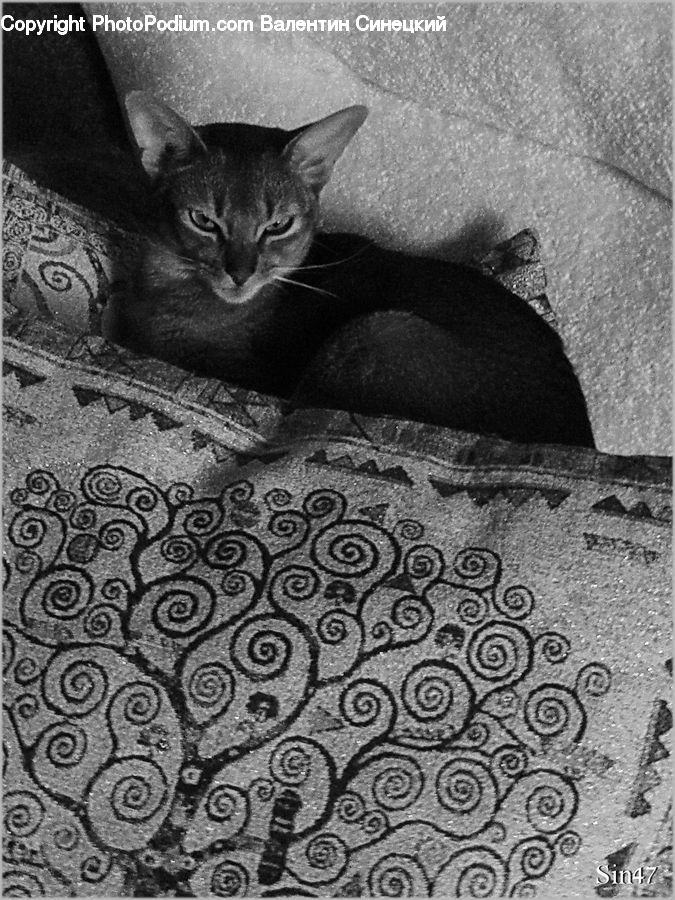 Abyssinian, Animal, Cat, Mammal, Pet, Blanket, Home Decor