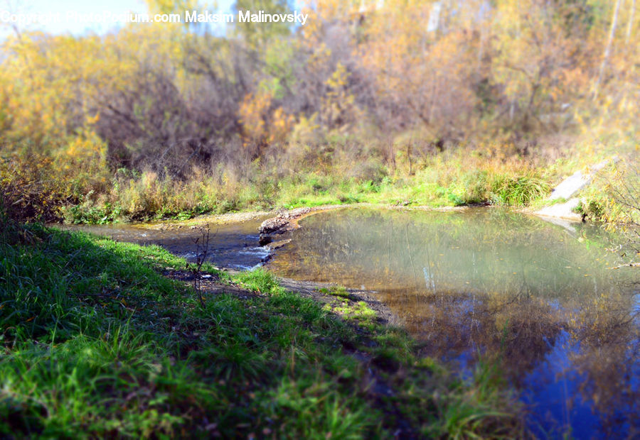 Moss, Plant, Land, Marsh, Pond, Swamp, Water