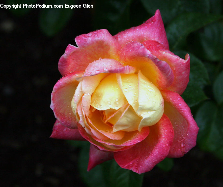 Blossom, Flower, Plant, Rose, Flora, Carnation