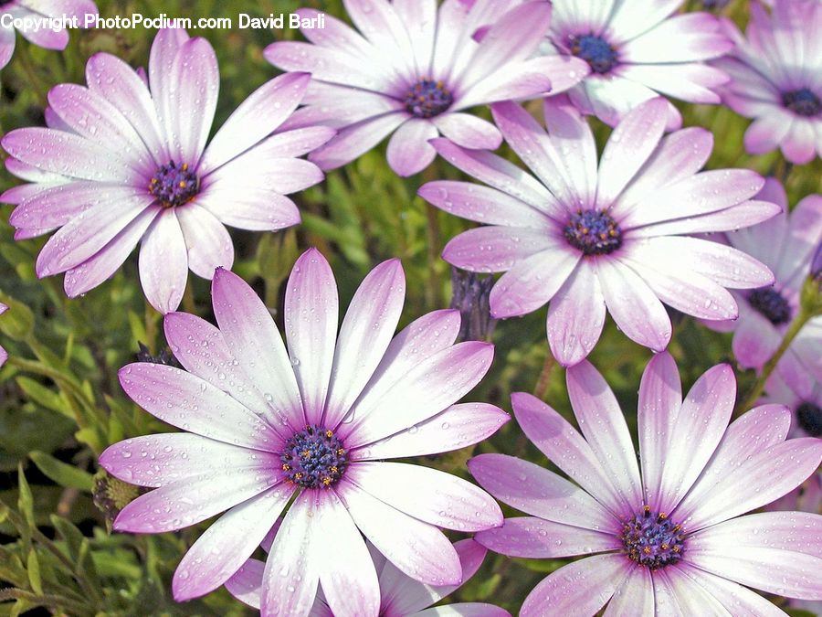 Blossom, Flora, Flower, Plant, Petal, Asteraceae, Aster