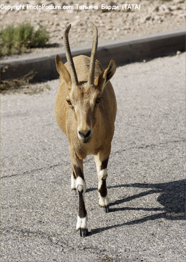 Animal, Donkey, Gazelle, Impala, Mammal, Wildlife, Goat
