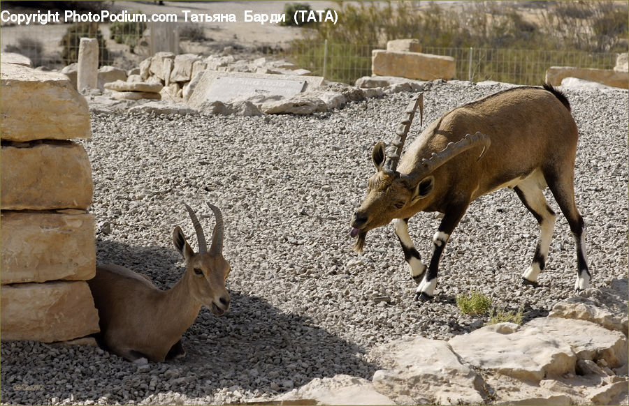 Tomb, Animal, Goat, Mammal, Mountain Goat, Gazelle, Impala