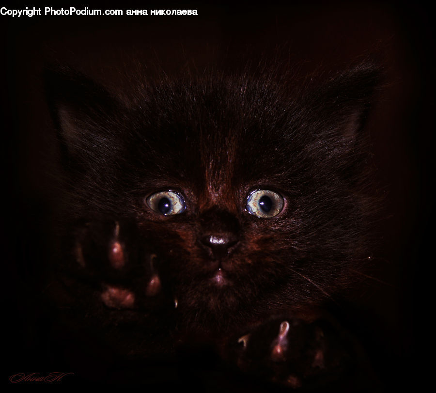 Animal, Black Cat, Cat, Mammal, Pet
