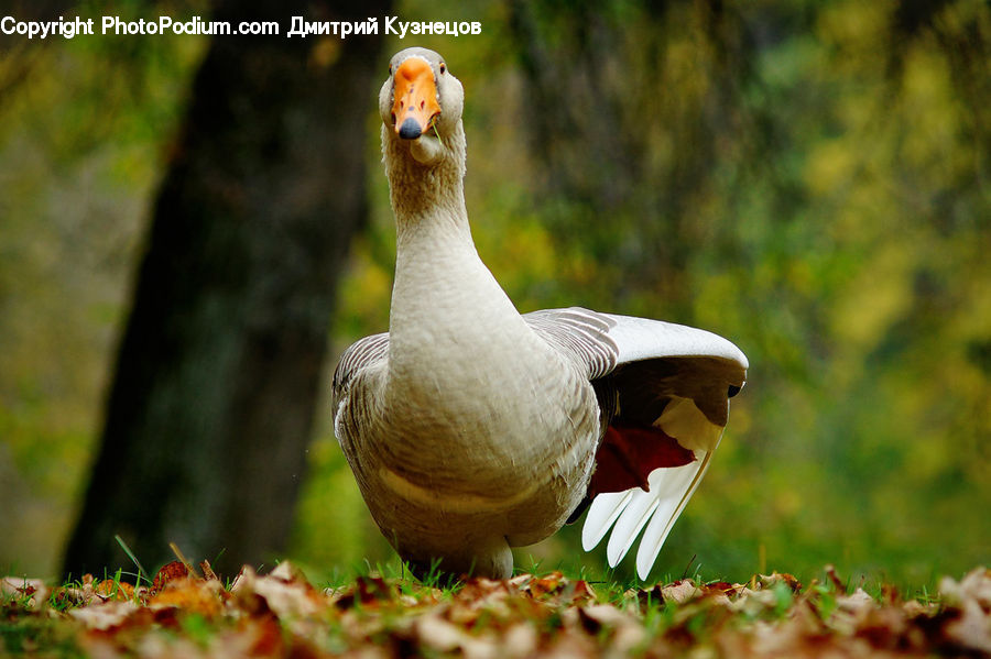 Bird, Goose, Waterfowl, Duck, Teal, Booby