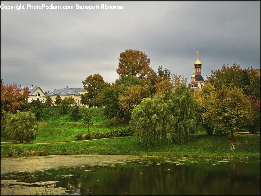Plant, Tree, Willow, Park, Blossom, Flora, Flower