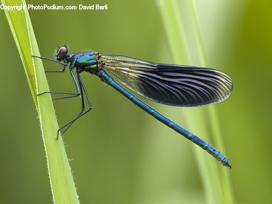 Anisoptera, Dragonfly, Insect, Invertebrate