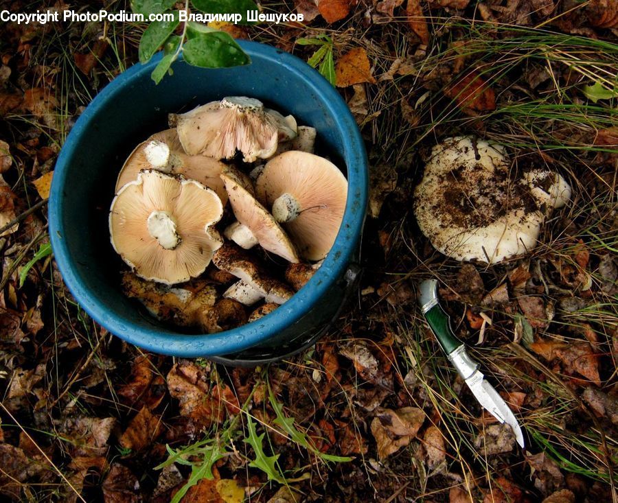 Agaric, Amanita, Fungus, Mushroom, Plant, Bowl