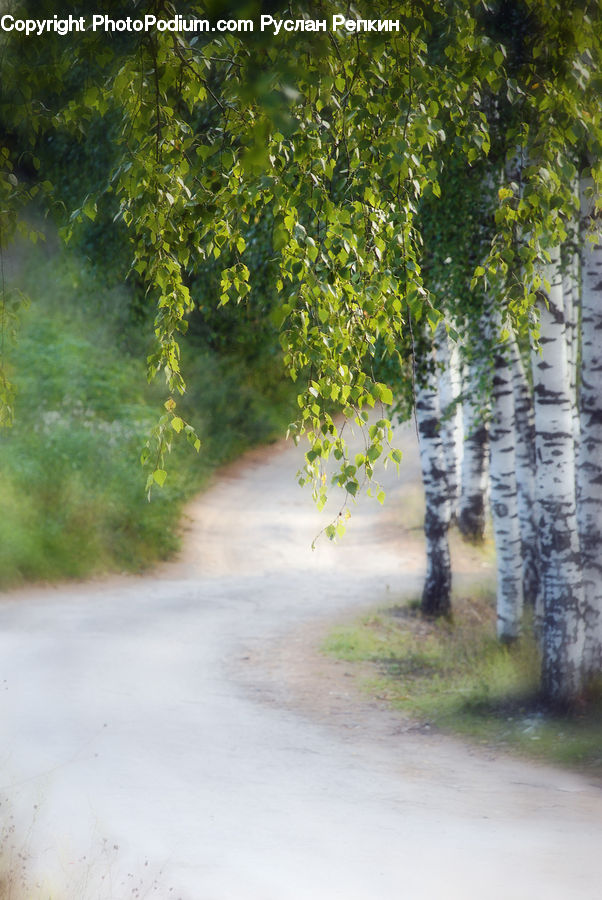 Dirt Road, Gravel, Road, Oak, Sycamore, Tree, Tree Trunk