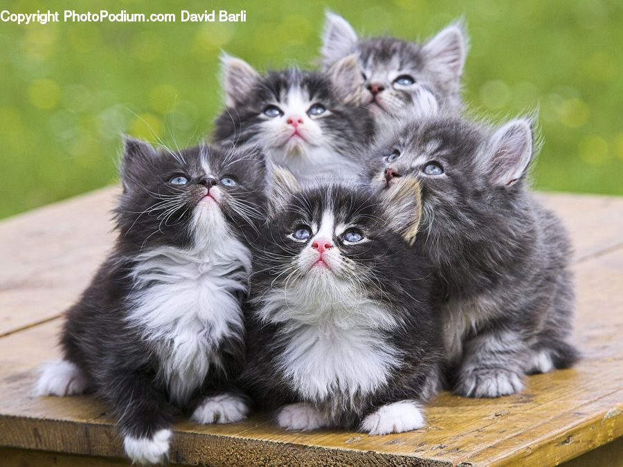 Animal, Cat, Kitten, Mammal, Pet, Manx, Field
