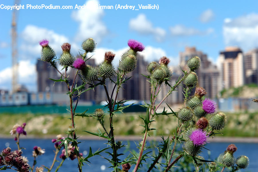 Flora, Flower, Plant, Thistle, Weed, People, Person